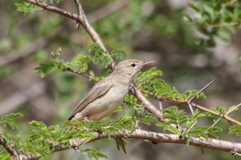 Upcher's Warbler photo