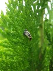 Coleoptera