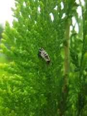 Coleoptera