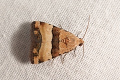 Pseudozarba bipartita