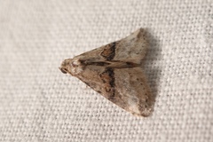 Zebeeba falsalis