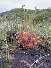 Drosera