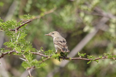 Upcher's Warbler photo 2