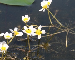 Ranunculus circinatus