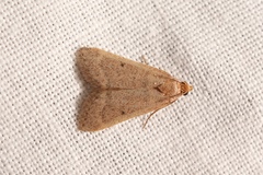 Bostra obsoletalis