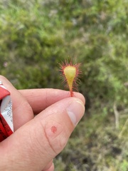 Drosera