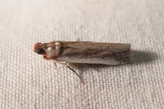 Denticera divisella
