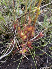 Drosera
