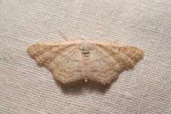 Idaea elongaria