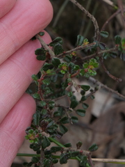 Micrantheum ericoides