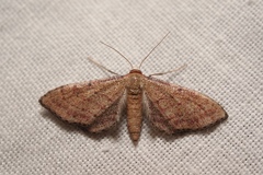 Idaea infirmaria