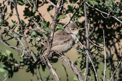 Upcher's Warbler photo 3