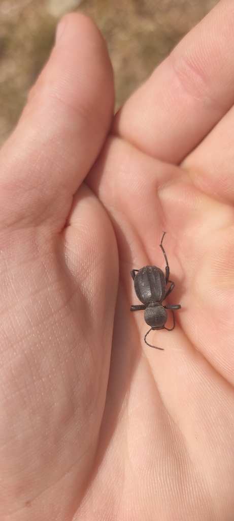 Scaurus tristis