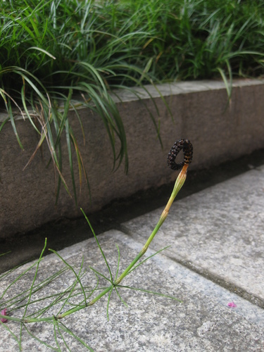 Image of Equisetum diffusum by (c) Kevin Judge, some rights reserved (CC BY)