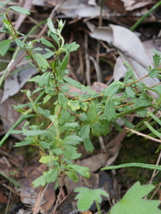 Xanthosia tridentata