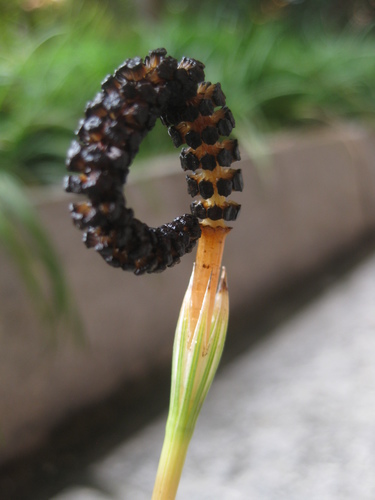Image of Equisetum diffusum by (c) Kevin Judge, some rights reserved (CC BY)