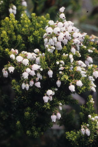 Image of Erica pubescens by (c) Tom Lloyd Evans, some rights reserved (CC BY-SA)