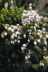 Erica pubescens