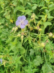 Geranium pratense