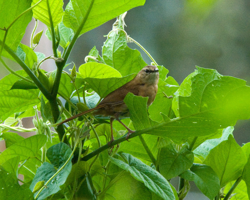 Cinnamon Bracken-Warbler