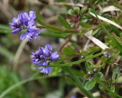 Polygala alpestris