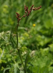 Rumex arifolius