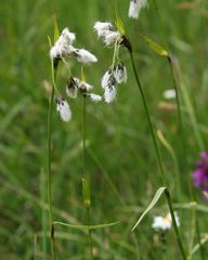 Eriophorum latifolium