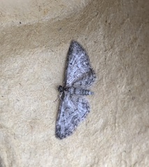 Eupithecia inturbata