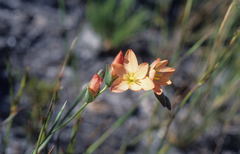 Gladiolus brevitubus