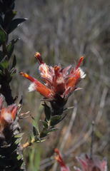 Mimetes capitulatus