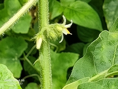 Solanum jamaicense
