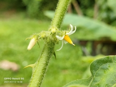 Solanum jamaicense