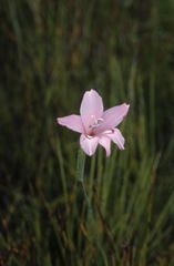 Gladiolus ornatus
