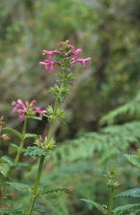 Stachys thunbergii