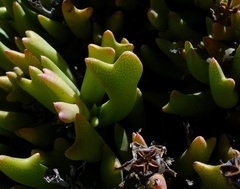 Rhombophyllum dolabriforme