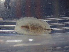 Amalda depressa