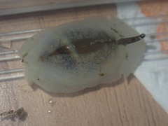 Amalda depressa