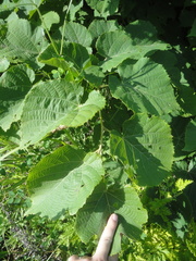 Tilia mandshurica