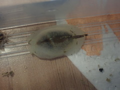 Amalda depressa