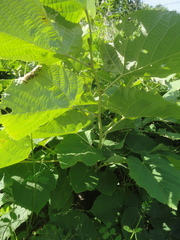 Tilia mandshurica