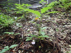 Impatiens hypophylla