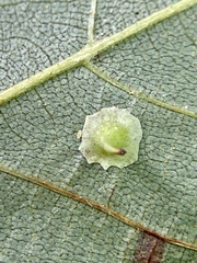 Caryomyia stellata