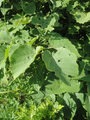 Tilia mandshurica