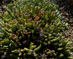 Rhombophyllum dolabriforme