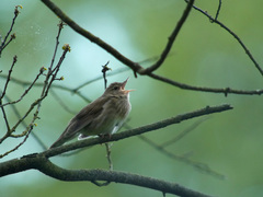 River Warbler photo 5