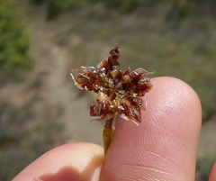 Rhombophyllum dolabriforme