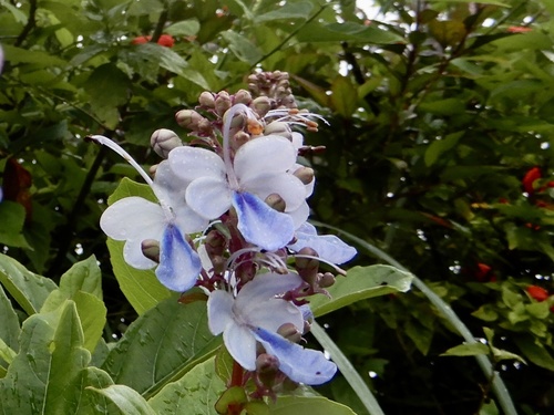 Clerodendrum serratum (Rotheca serrata)
