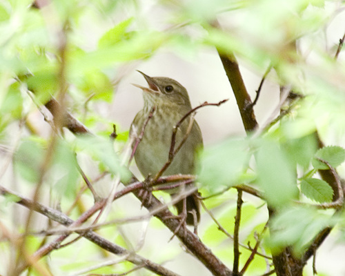 River Warbler, photo 5 of 10