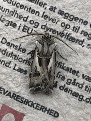 Agrotis vestigialis
