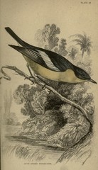 Yellow-Bellied Hyliota photo 3